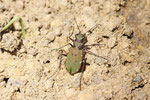 Feld-Sandlaufkäfer, Cicindela campestris