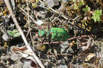 Feld-Sandlaufkäfer, Cicindela campestris