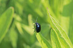 Blauer Erlenblattkäfer, Agelastica alni