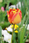 Tulpe