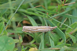 Zünsler, Crambus pratella