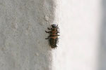 Strichfleckiger Marienkäfer, Larve, Chilocorus bipustulatus