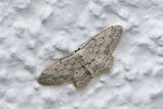 Grauer Zwergspanner, Idaea seriata