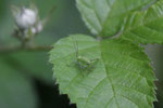 Punktierte Zartschrecke, Larve, Leptophyes punctatissima