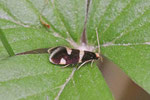 Miniersackmotte, Incurvaria praelatella