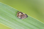 Augenmarienkäfer, Larve, Anatis ocellata