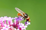 Gem. Schnauzen - Schwebfliege, männl., Rhingia campestris