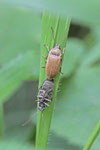 Behaarter Moorweichkäfer, Dascillus cervinus