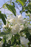 Pfeifenstrauch, Philadelphus sp.