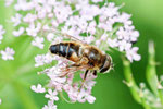 Gem. Keilfleck-Schwebfliege, männl., Eristalis pertinax
