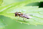 Schwebfliege, Eupeodes sp.