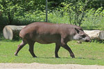 Tapir