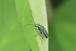 Grüner Scheinbockkäfer, weibl., Oedemera nobilis
