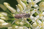 Sandbiene, Andrena sp.