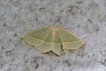 Perlenglanzspanner, Campaea margaritaria