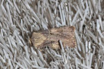 Schmalflügelige Erdeule, Agrotis puta