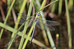 Große Königslibelle, Anax imperator