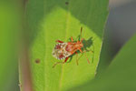 Hellbraune Glasflügelwanze, Rhopalus subrufus