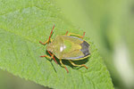 Ginsterwanze, Piezodorus lituratus