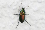 Buntgrabläufer, Poecilus versicolor