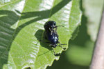 Blauer Erlenblattkäfer, Agelastica alni