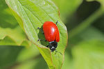 Großer Pappelblattkäfer, Chrysomela populi