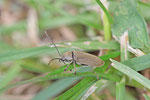 Behaarter Moorweichkäfer, Dascillus cervinus