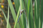 Große Königslibelle, männl., Anax imperator