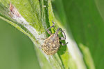 Kratzdistelrüssler, Larinus turbinatus