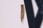 Zünsler, Agriphila inquinatella