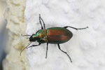 Buntgrabläufer, Poecilus versicolor