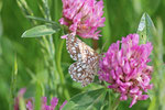 Gitterspanner, Chiasmia clathrata
