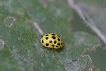 Zweiundzwanzigpunkt - Marienkäfer, Psyllobora vigintiduopunctata