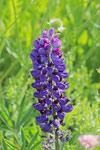 Lupine