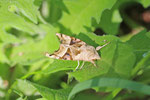 Achateule, Phlogophora meticulosa