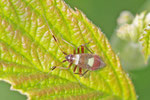 Gelbgefleckte Weichwanze, Larve, Closterotomus fulvomaculatus