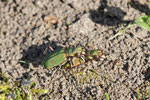 Feld-Sandlaufkäfer, Cicindela campestris