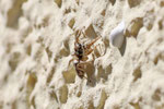 Zebraspringspinne, Salticus scenicus