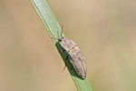 Mausgrauer Schnellkäfer, Agrypnus murinus
