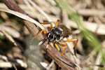 Schlupfwespe, weibl., Diphyus quadripunctorius