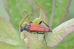 Bockkäfer, Anastrangalia sp.