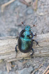 Waldmistkäfer, Anoplotrupes stercorosus
