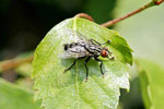 Graue Fleischfliege, Sarcophaga sp.