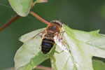Schwebfliege, Eristalis sp.