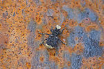 Großer Breitrüssler, Platyrhinus resinosus