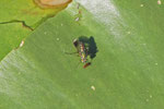 Langbeinfliege, Poecilobothrus nobilitatus