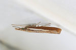 Zünsler, Agriphila tristella