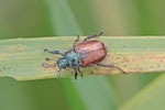 Gartenlaubkäfer, Phyllopertha horticola