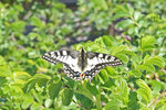 Schwalbenschwanz, Papilio machaon