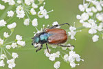 Gartenlaubkäfer, Phyllopertha horticola